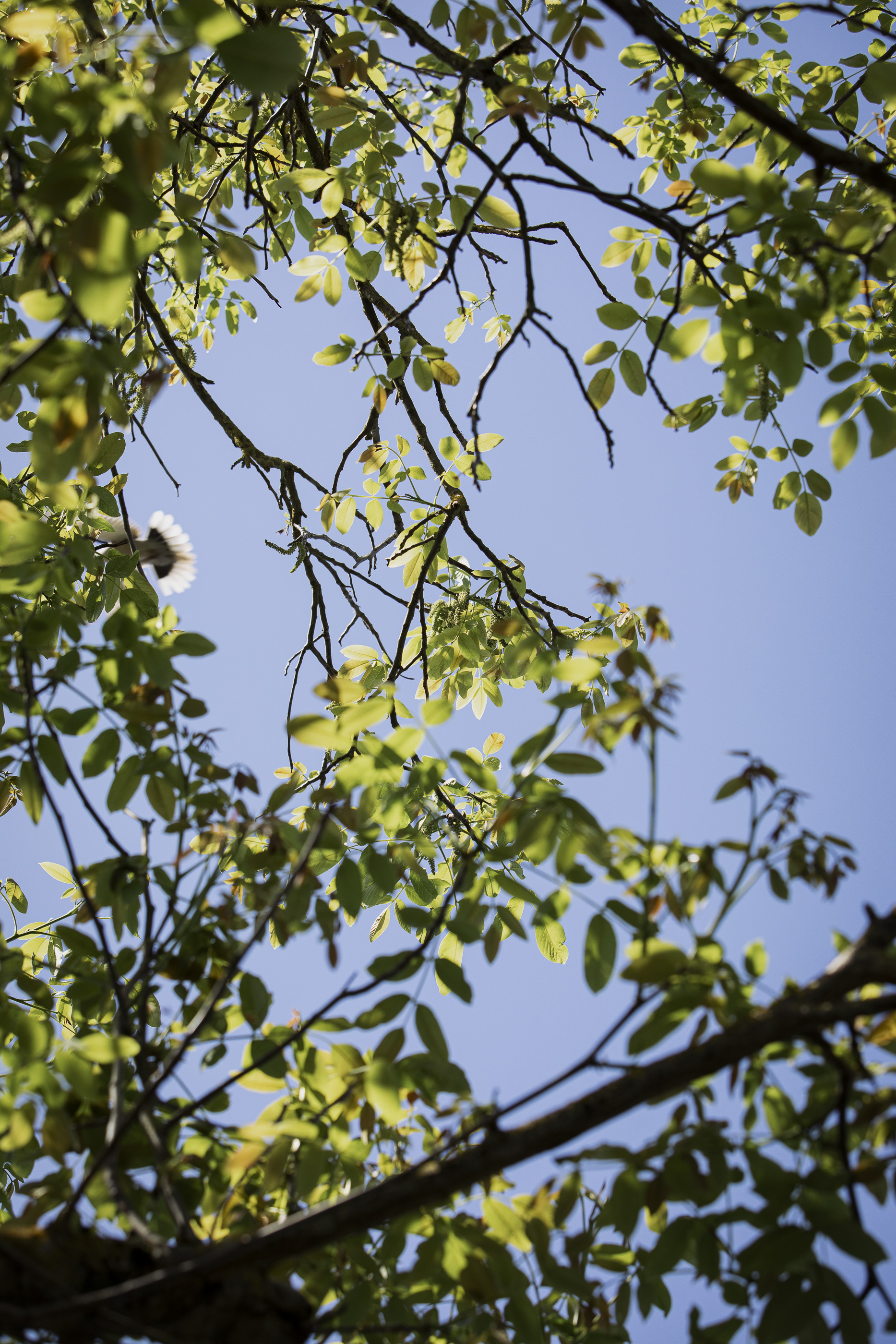 Baum im Garten - Weingut Braun